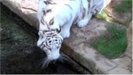 video20081126 video20081126